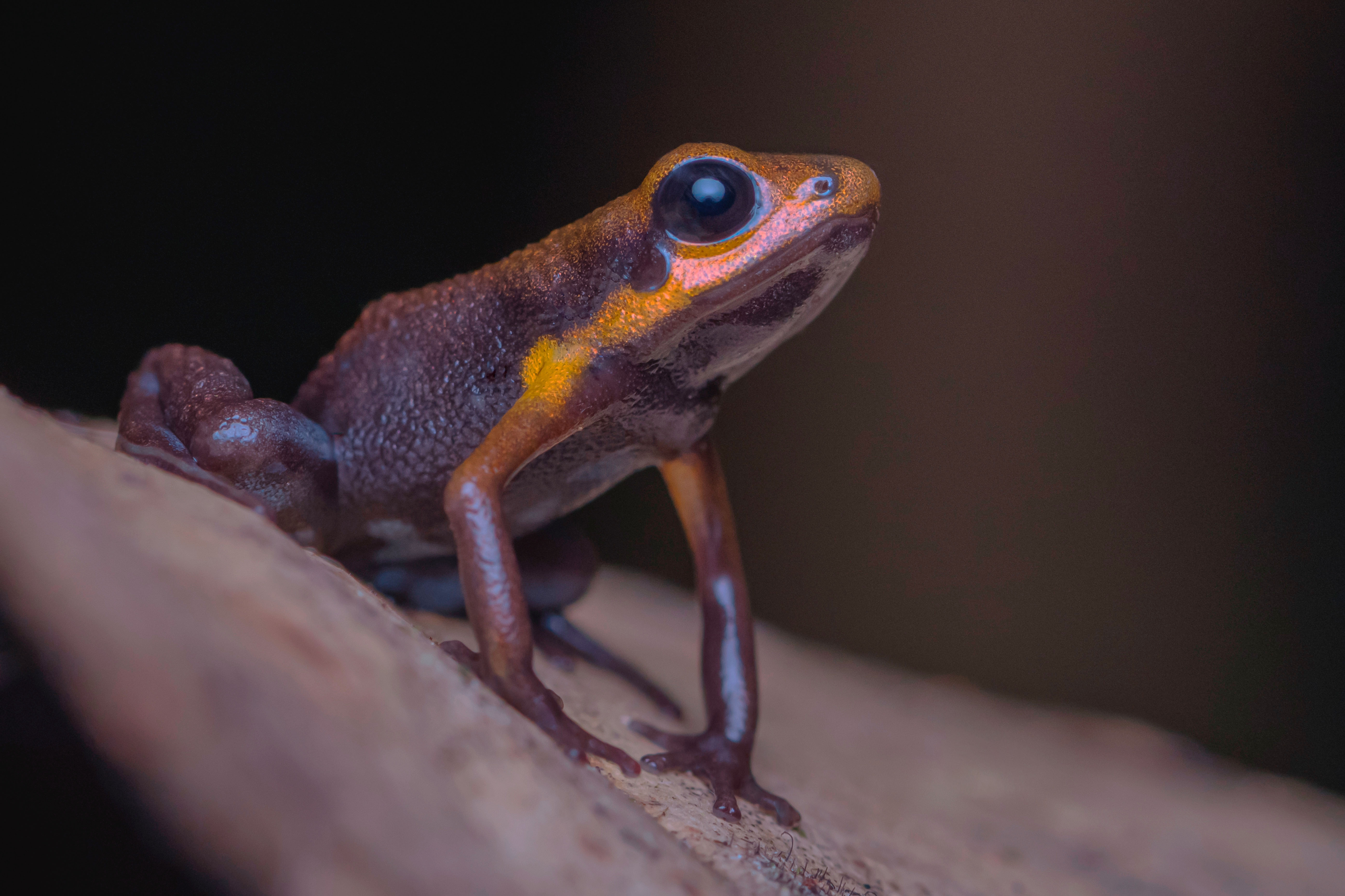 Andinobates Tolimensis_.jpg